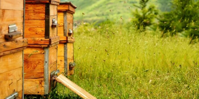 Déclaration des ruches 2025 : Une obligation pour tous les apiculteurs