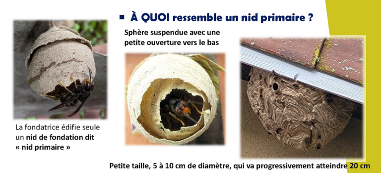 Vigilance frelon asiatique : agissons ensemble dès le printemps !