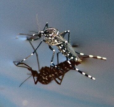Moustique tigre : agissons dès maintenant pour passer un été plus tranquille