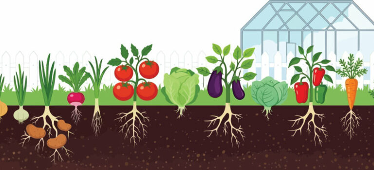 Vente de Fleurs & Plants de Légumes et Fruits 2026 – Sou des Écoles Vente de Fleurs & Plants de Légumes et Fruits 2026 – Sou des Écoles